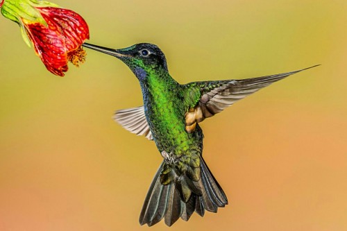 Colibri