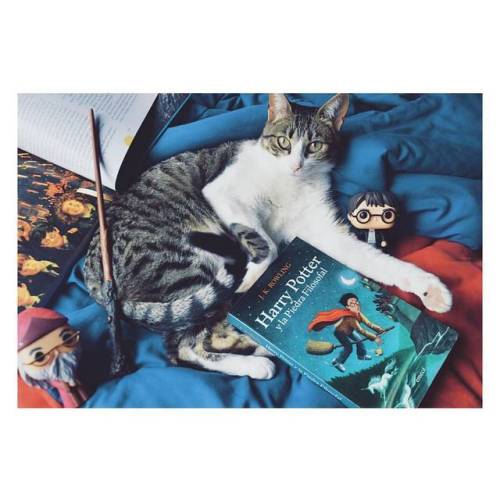 Celebramos #HarryPotter20 ⚡ #philosophersstone #piedrafilosofal #harrypotter #instacat #potterhead