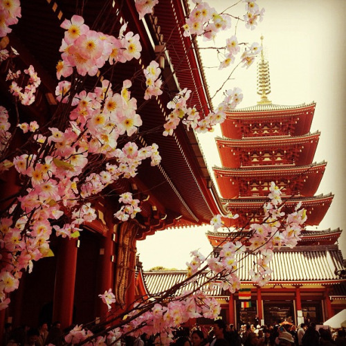 japanlove:  Sakura and the ancient capital in Tokyo. by CLF on Flickr. 