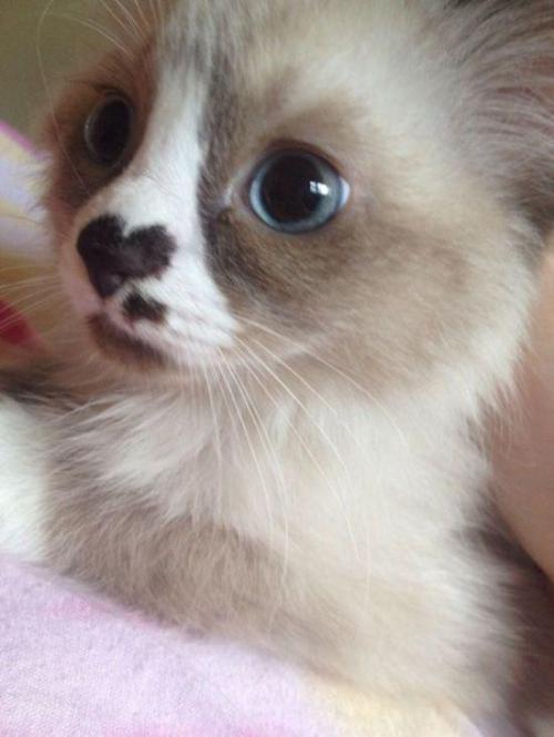 cuteanimalspics: Kitten is nothing but love from nose to toes t.co/HeVTDqBTHD