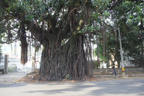 thewindblowsthewaterflows:It wasn’t difficult to find quite a nice variety of fruits in Colomb