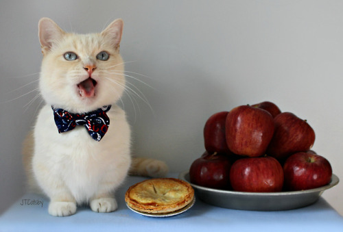 jtcatsby: It’s #PiDay !!! I love pie, pie, pie, but NOT pie!!! What is your favorite pie?