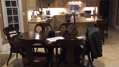 blktauna:  sizvideos:  Sometimes cats can be jerks! - Full video   Whats this “sometimes”?