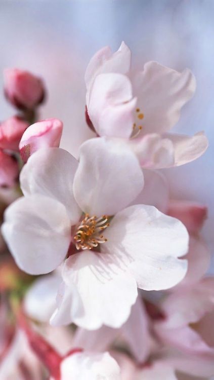 queenbee1924: (via Cherry blossoms | ❀ Spring Sweetness ❀ | Pinterest)