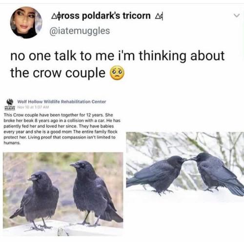 blessedimagesblog:  Crow-mates!