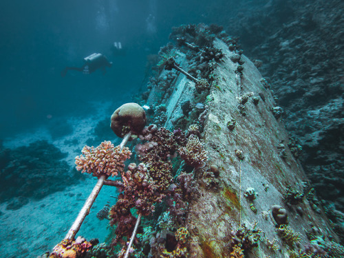 Liveaboard scuba diving trip. Red Sea, Egypt.December 2018by Tiina Törmänen | web | FB | I