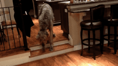calicherusalka:  togifs:  Video: Irish Wolfhound Overcomes His Fear of Two Short