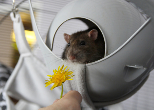 My moms easter present for the boys:Daisies and Dandelions <3