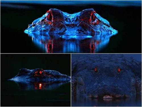 The red eye shine seen in these alligators arises when light enters the eye and hits a layer of cell