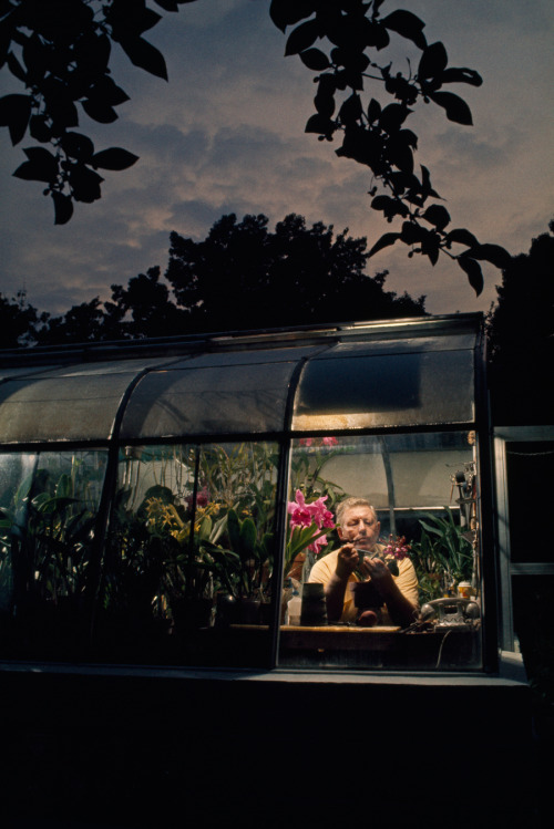 natgeofound:An amateur orchid grower works in the window of his greenhouse in Silver Spring, Marylan