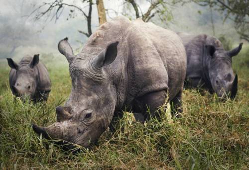 micdotcom:  Beautiful new ’Nat Geo’ photos will remind you how beautiful the world is (See more through the link.)