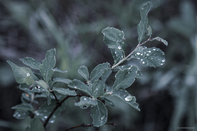 Leaves and Water-light: (c) riverwindphotography
