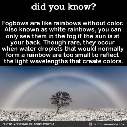 did-you-kno:  Fogbows are like rainbows without