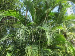 vanillaa-sunshine:  ❁❁ Calm and relaxing jungle blog ❁❁