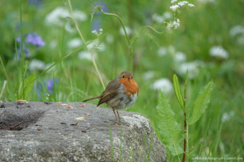 European Robin