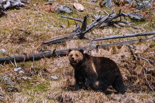 wild-west-wind:Spring means time for baby animals, and if you’re lucky, baby bears!This sow was gett