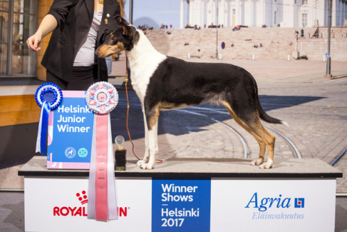 My youngest doggo Clingstone’s Rebel Soul “Nesca” became Helsinki Junior Winner 2017 earlier this De