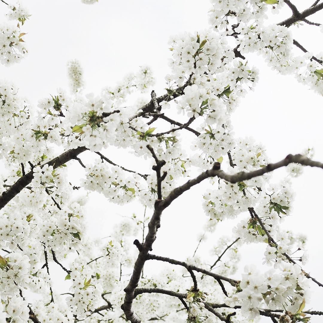 It&rsquo;s not a filter, the over cast Spring light makes the blossom look like