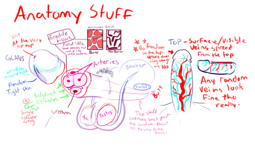 manisoke:  A friend asked me if I had any pointers on drawing dingle dongles and I may or may not have gotten totally carried away and drew out a bunch of stuff, heheh.Figured Id post it just in case any nsfw artists found it helpful at all~ Also if I