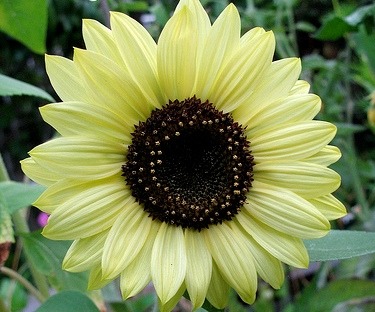 sixpenceee:  This sunflower is known as the lemon queen. 