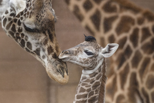 It’s a boy! Guests were treated to a giraffic birth this weekend.This is Harriet’s 5th calf, a