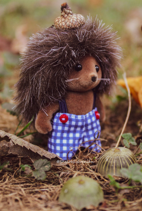 shiloh-sylvanian:Acorn hats!