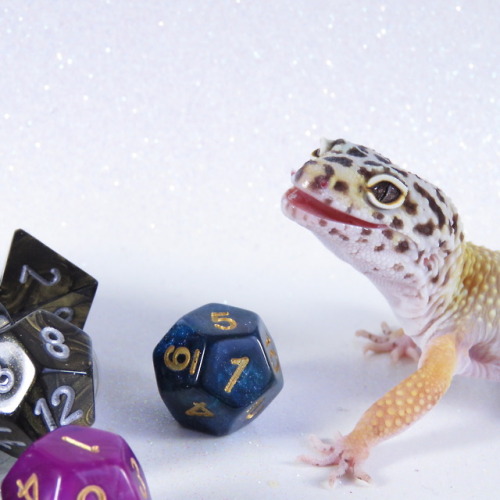 kobaltkreations: demonelfknight:   boxodice:   Dragon Hoard- Apollo. She’s a tricky one who doesn’t like being near the populace, She has a heart of gold and a flare for magic.    LOOK AT THIS ADORABLE KEEPER OF DICE!!!   @iguanamouth  