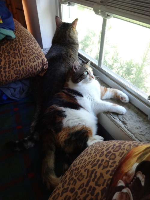dixieandherbabies: Dixie and her babies. Carter &amp; I are getting comfortable to watch our sho