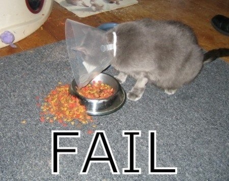 Oh my gosh! Not funny! Poor kitty!