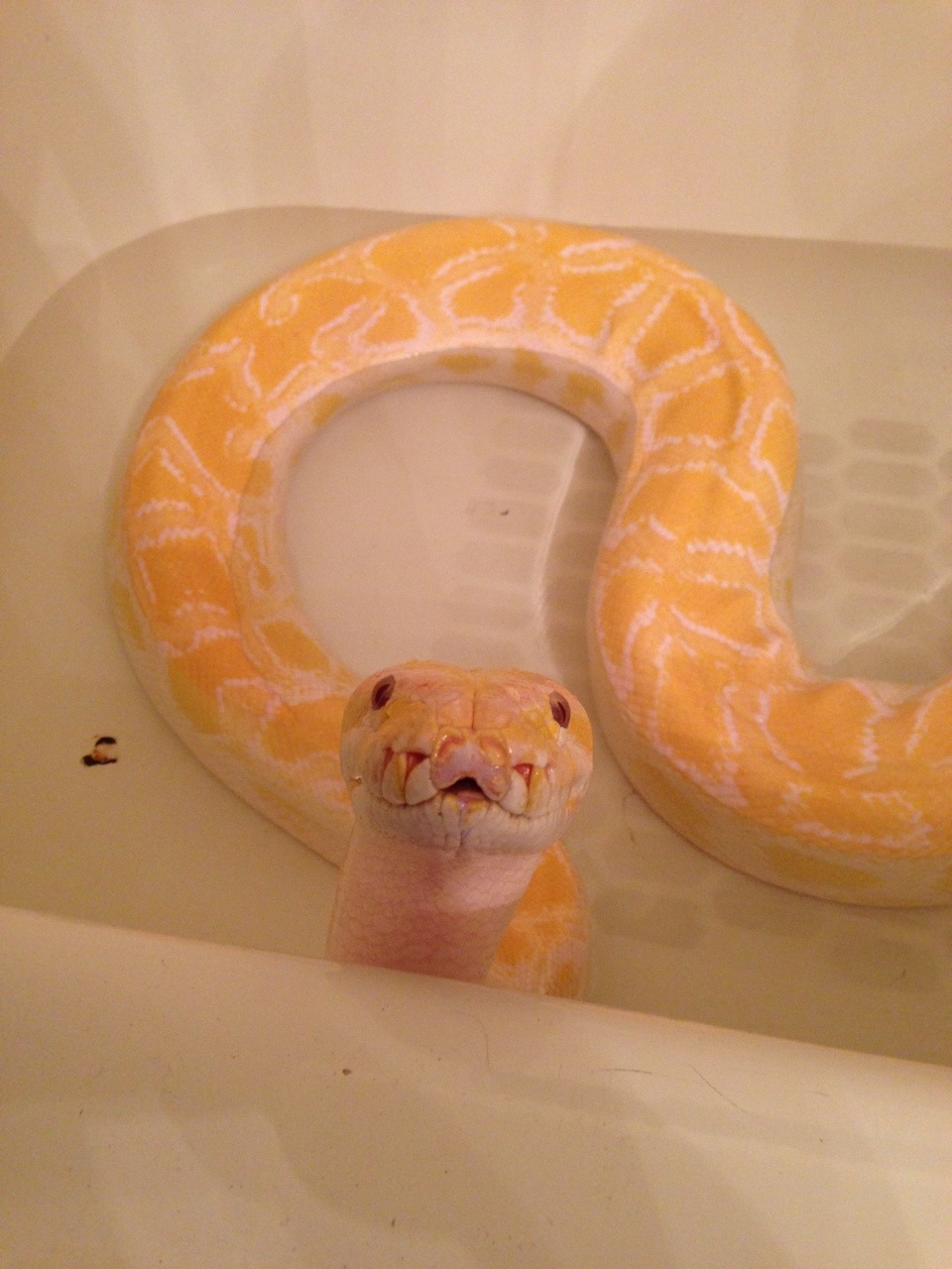 lxmaier:  urocyonfox:  superpredatorsexoticreptiles:  Butterball is our new Albino