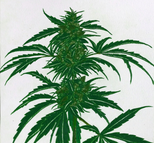 moldresistantstrains:My Thai girlfriend drew this. We Cannabis