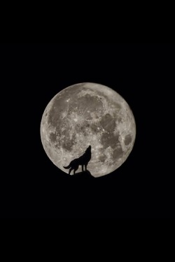 passionforwolves:  howl to the moon 