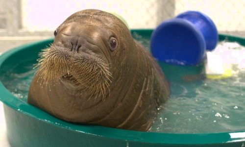 awwww-cute:Baby walrus!? (Source: http://ift.tt/1Otsw7O)