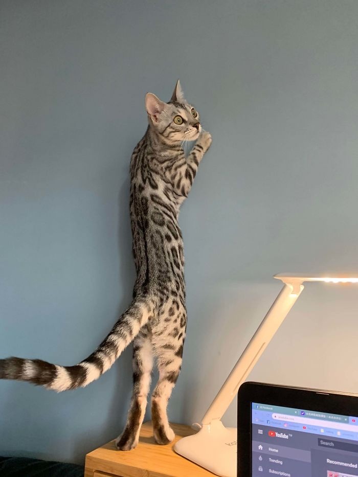 happyheidi:long kitty appreciation post &lt;3(via)