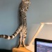 happyheidi:long kitty appreciation post &lt;3(via)
