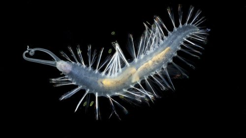 mirkokosmos:  Swima Worm