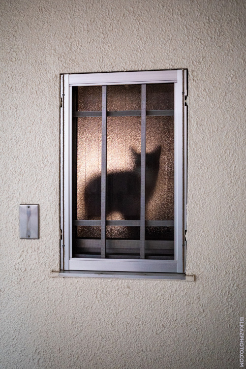 tokyostreetphoto:  Cat in the Window, Ikebukuro