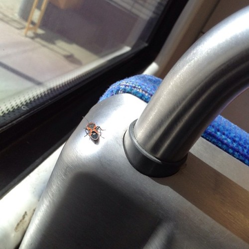 Insects Use Public Transportation Too Apparently. #SacRT #lightrail