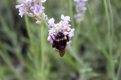 elkinei: bumblebees love lavender