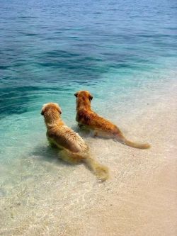 awwww-cute:  Best friends at the beach