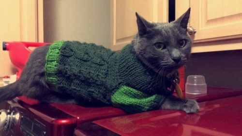 im-always-tired:Please enjoy my cat glaring at me because I put a sweater on her