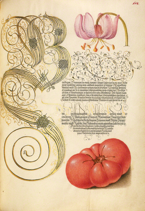 thegetty:In the 1500s, illuminator Joris Hoefnagel rendered flowers and plants with a botanical prec