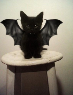 awwww-cute:  Ready for Halloween 