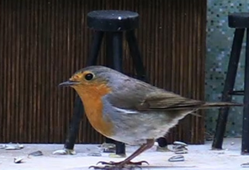 European Robin. The &ldquo;gardener&rsquo;s friend&rdquo;, these birds will watch you work outside i