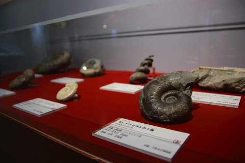 Images From The Pokemon Fossil Exhibit.