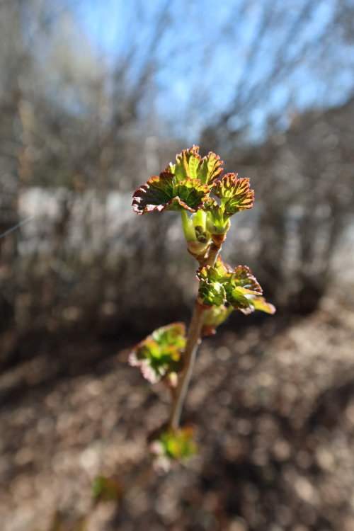 anskupics: Ribes nigrum — blackcurrant 