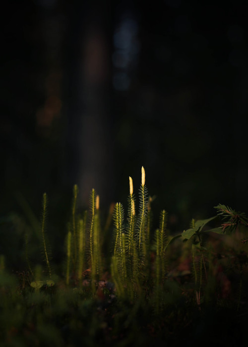 Common haircap moss (Polytrichum commune), also reffered to as “great goldilocks” o