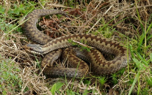 Adder births today \o/This is the same snake that I filmed during the breeding season back in April.
