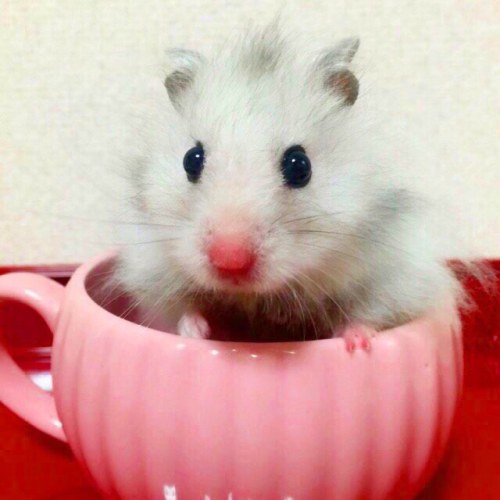 hamsters-in-cups: Nope, not a baby picture vs now.  This is a dwarf hamster vs syrian hamster c