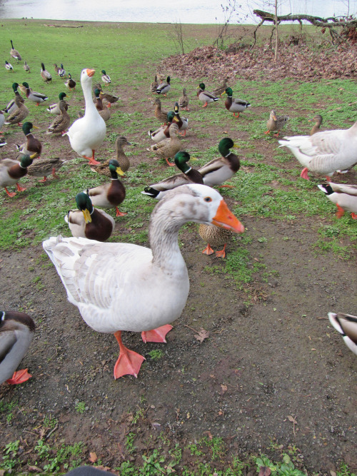 You know that bread is bad for ducks and geese, right? I fed local waterfowl frozen peas and guess w